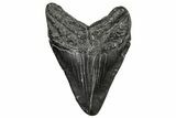 Juvenile Megalodon Tooth - South Carolina #328738-1